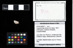 Foto (Objekt + Etikett) von Longodromites excisus (von Meyer, 1857)  (NHMW-GEO-2014-0194-0011)